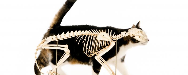Katze Anatomie