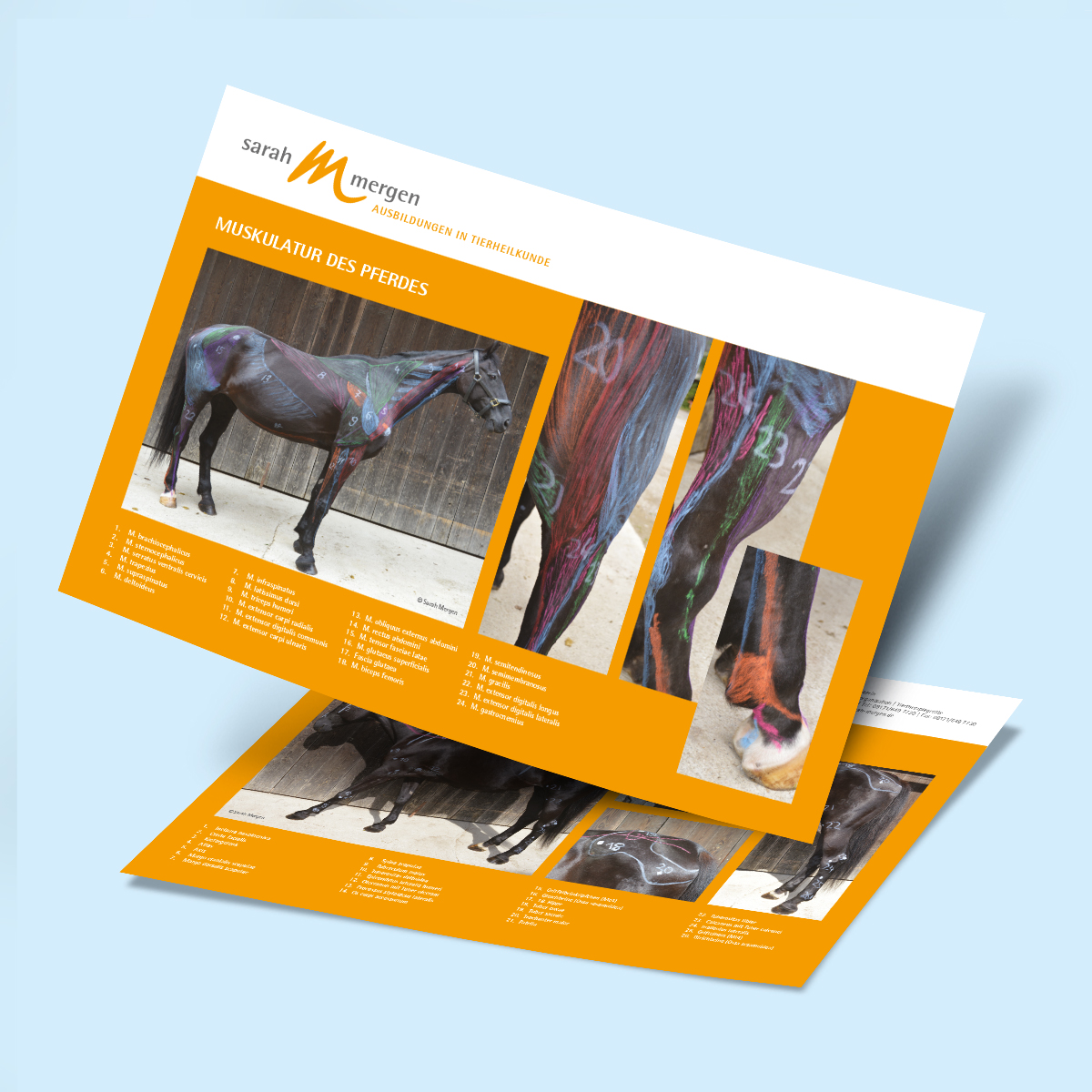 Anatomieposter Pferd