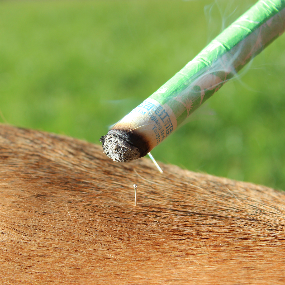 Ausbildung-Tierheilpraktiker-Akupunktur