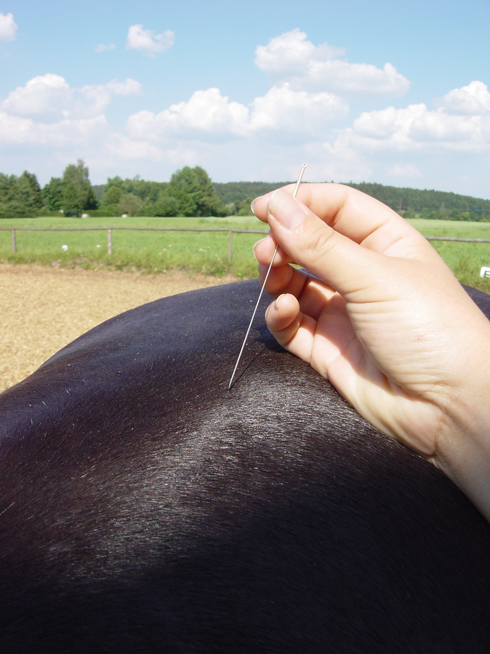 Dry needling Martin van den Dungen