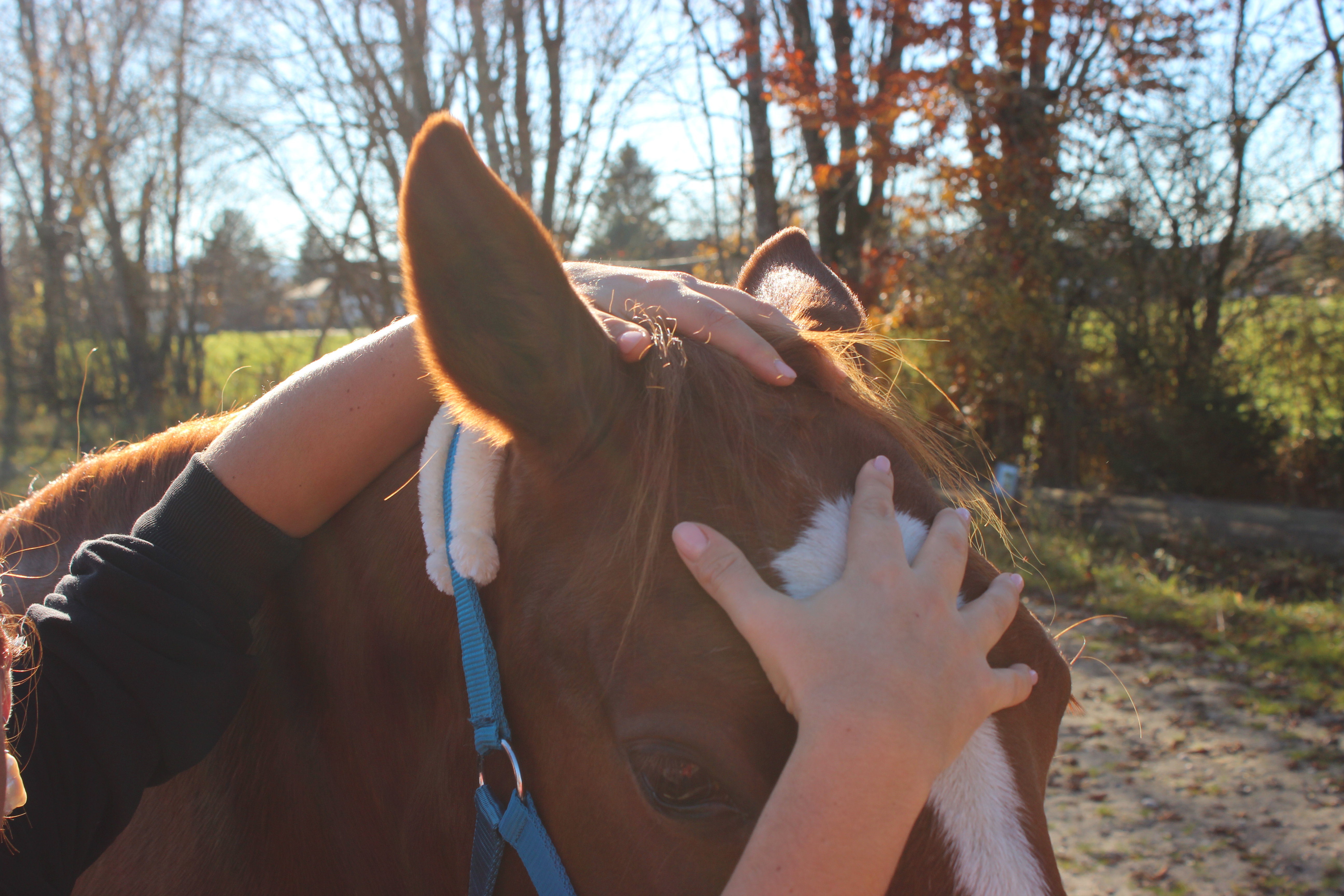 craniosacrale Therapie Pferd