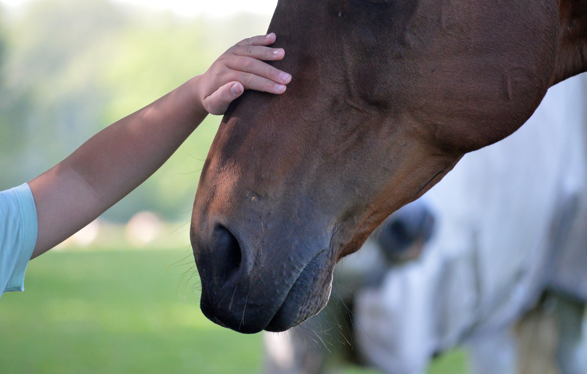 Ausbildung tiergestützte Therapie in Bayern