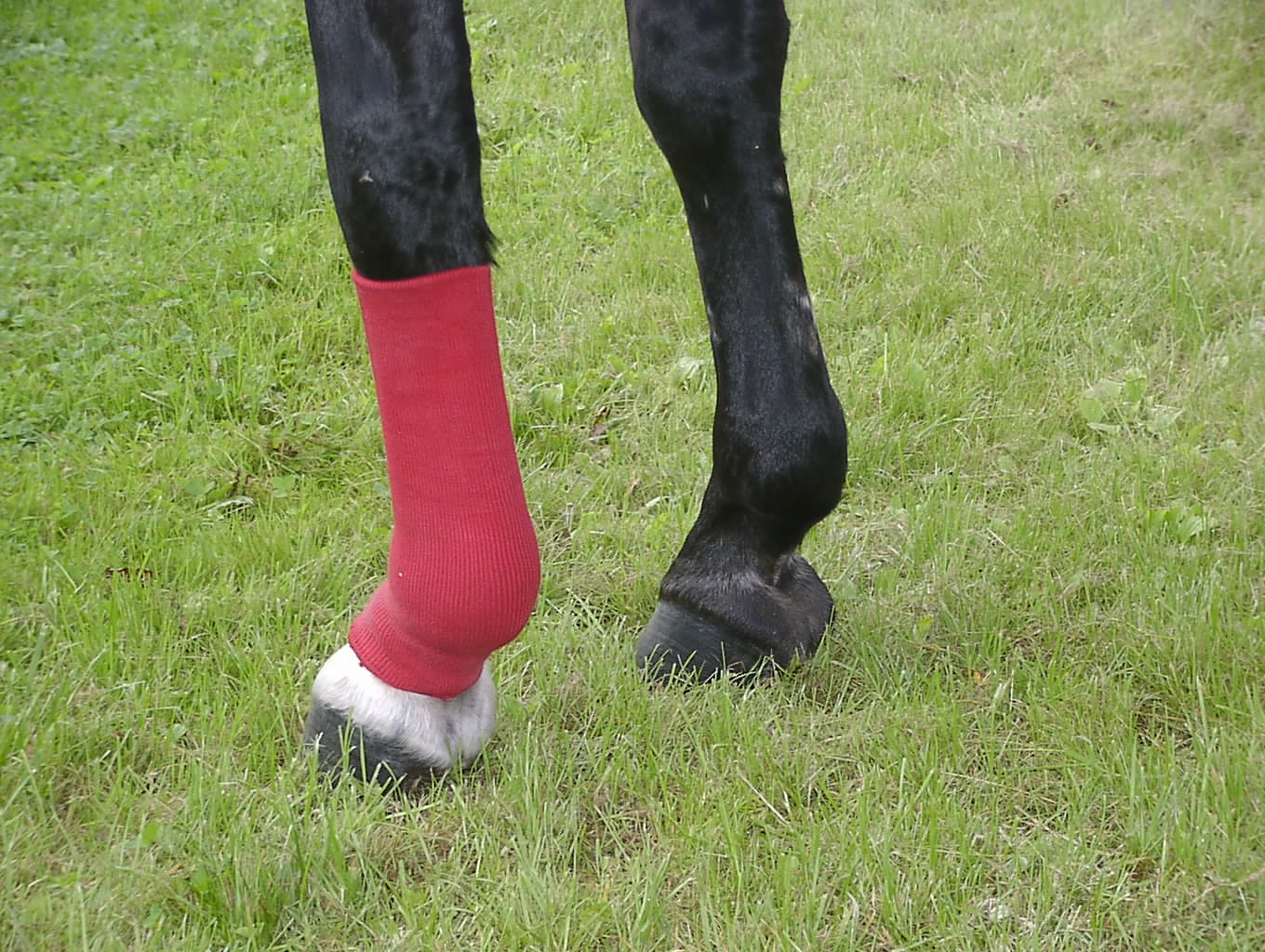 manuelle Lymphdrainage Pferd