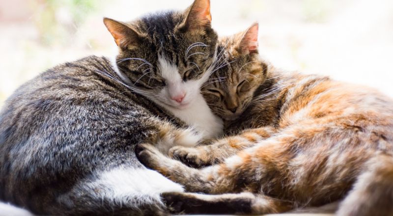Zwei Tigerkatzen bem Kuscheln - Katzenverhalten