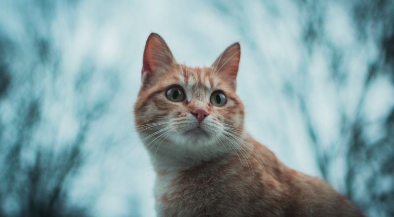 interessierte rote Tigerkatze -  Schmerzen bei Katzen