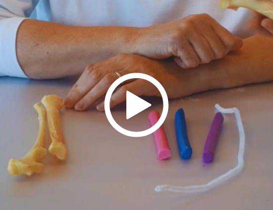 Tierheilpraktikerausbildung