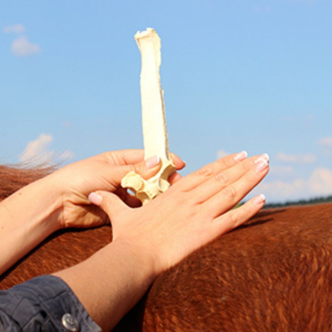 Pferd-osteopathiesche-Behandlung