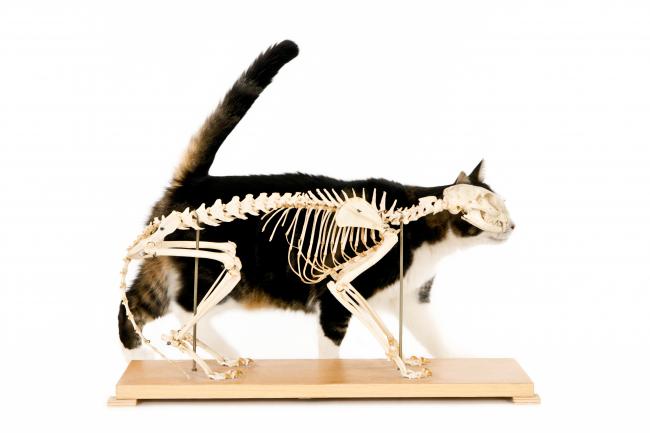 Katze Anatomie