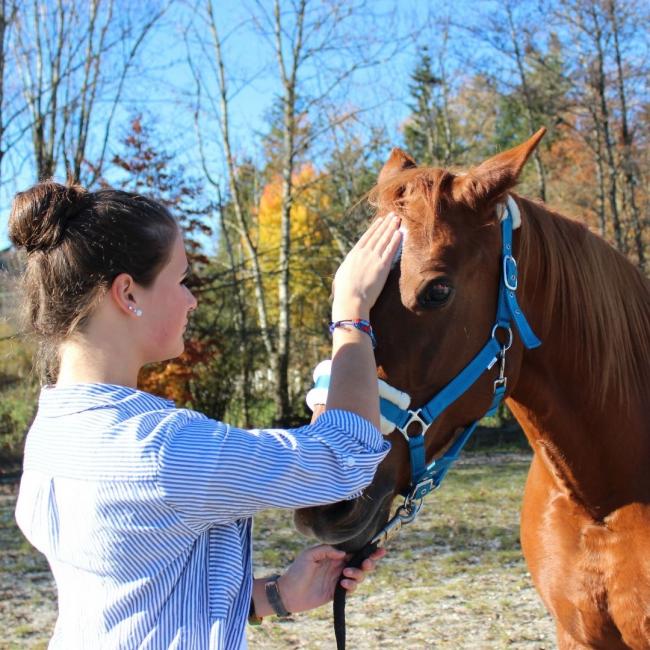 craniosacrale Therapie Pferd