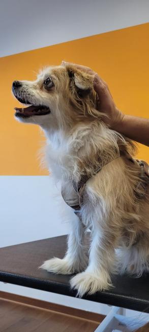 Cranio