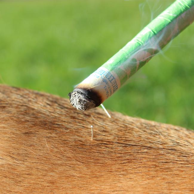 Ausbildung-Tierheilpraktiker-Akupunktur
