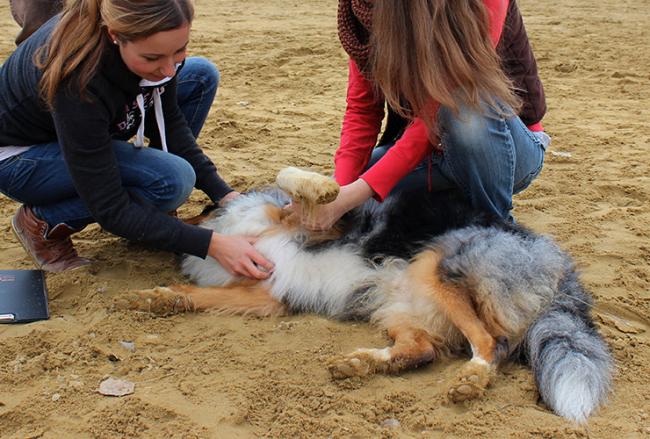 Faszientherapeut für Hunde Ausbildung