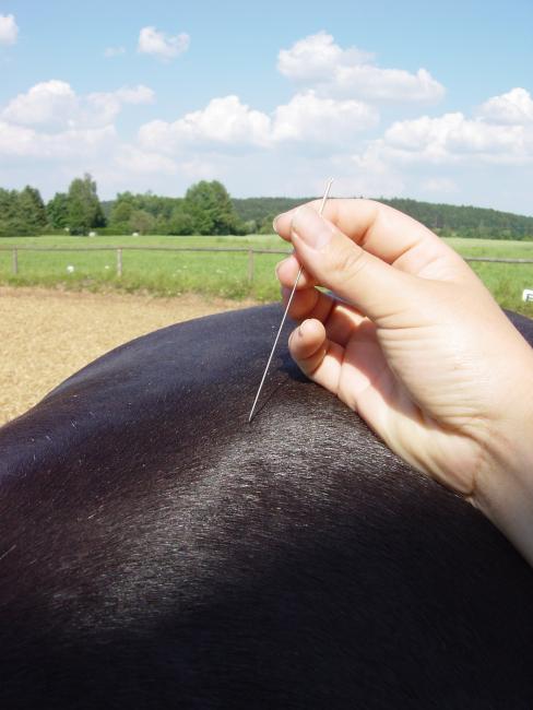 Dry needling Martin van den Dungen