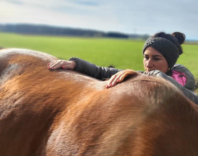 tuina massage pferd
