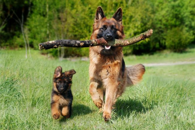 Krankheiten beim Hund