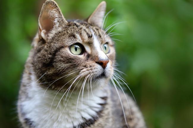 Katzenpsychologie