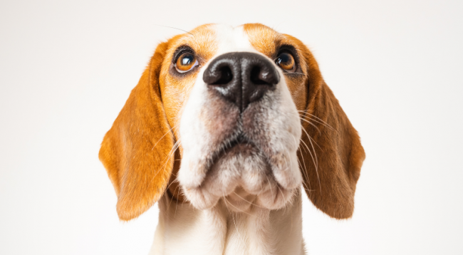 Krankheiten Hund
