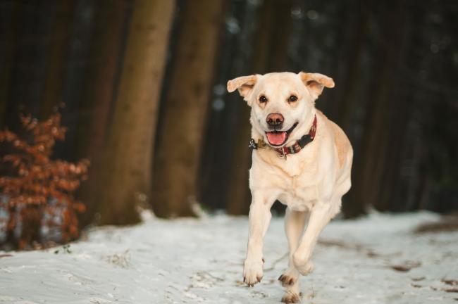 Fortbildung Hund