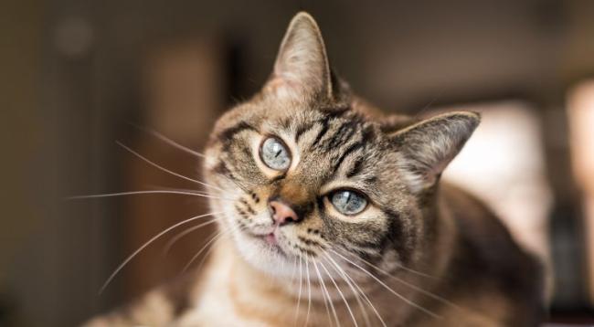 Tabbykatze grau -  Katzenkrankheiten