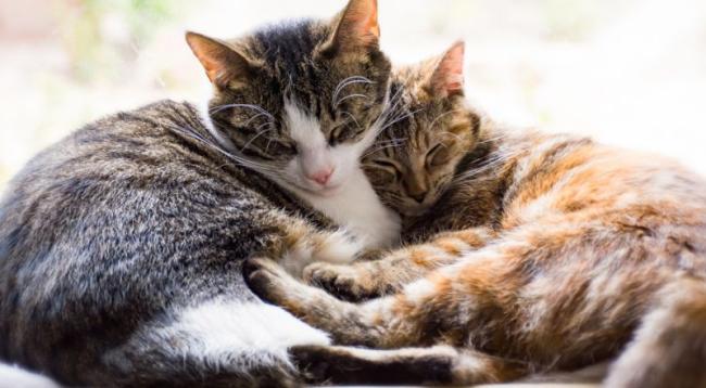 Zwei Tigerkatzen bem Kuscheln - Katzenverhalten