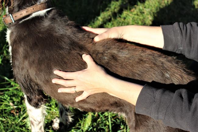 Chiropraktiver Hund