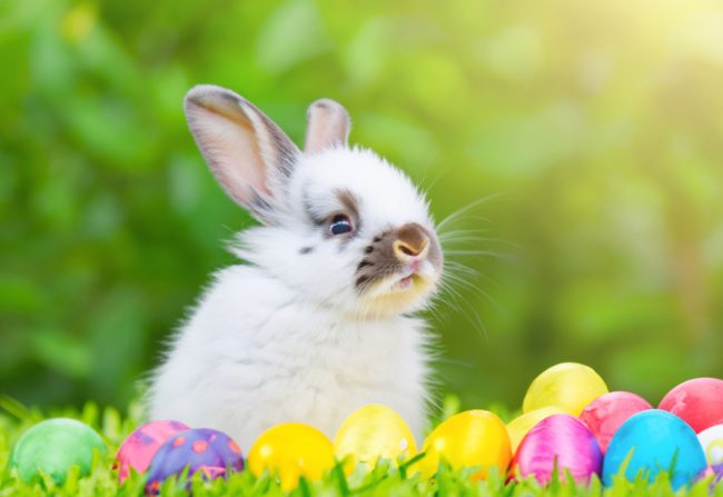 Osteraktion Hase