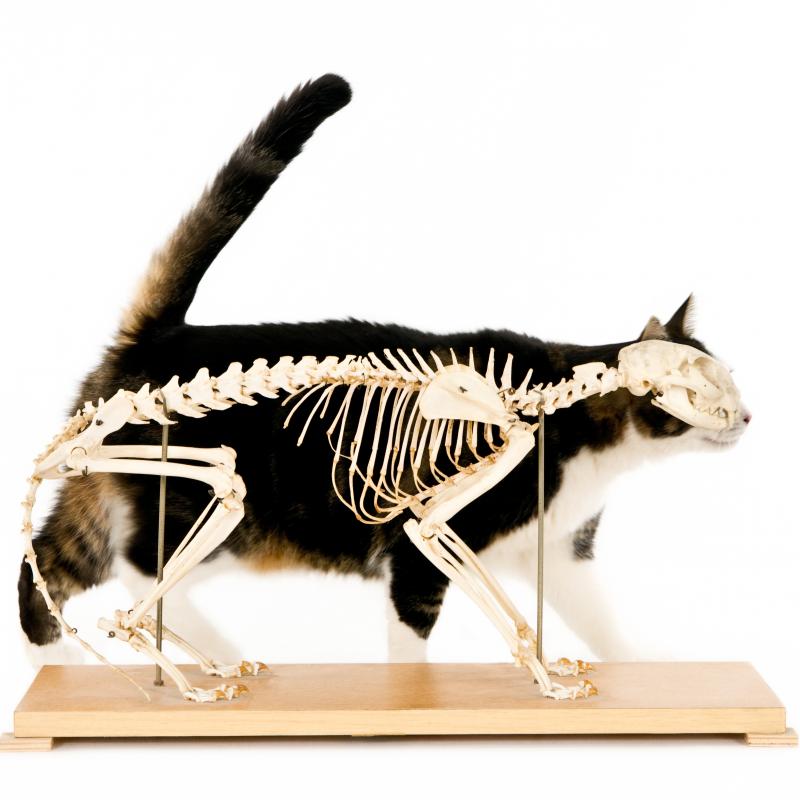 Katze Anatomie