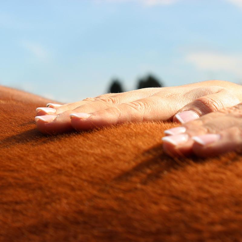 Osteopathie für Tiere Seminare &amp; Ausbildung SARAH MERGEN